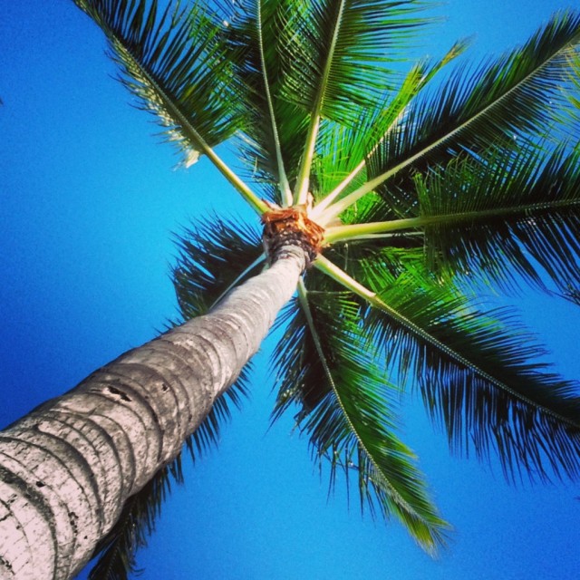 Chillin under a palm tree